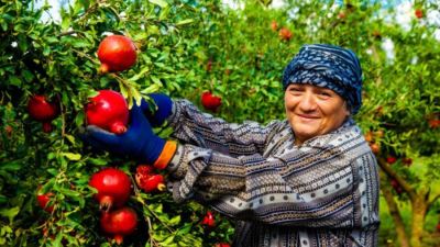 إجمالي القروض المقدمة للفلاحين والمزارعين تسجل 8 مليارات جنيه خلال 2020