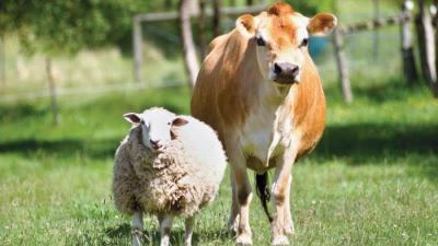 10 بنوك تتيح شراء صك الأضحية عبر القنوات الرقمية والفروع