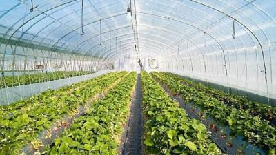 شروط وتفاصيل قرض الصوب الزراعية بفائدة 5% من بنكي الأهلي والزراعي