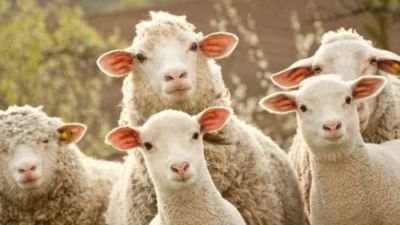 10 بنوك تتيح شراء وتقسيط صك الأضحية عبر القنوات الرقمية وبطاقات الإئتمان